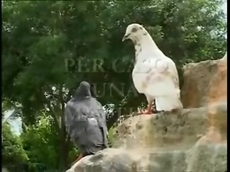 Group sex video with euro party sluts who ask for rods