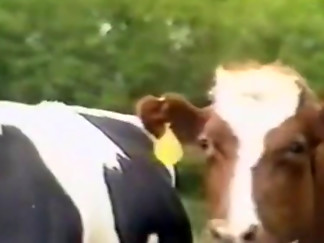 Viola Extraordinary - Bizarr Nr.3